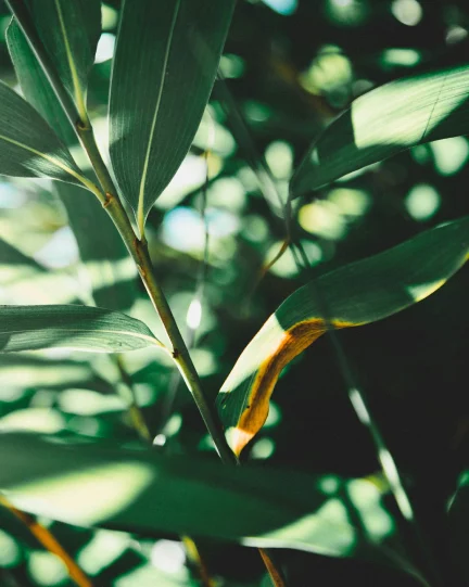 mediation representation img2